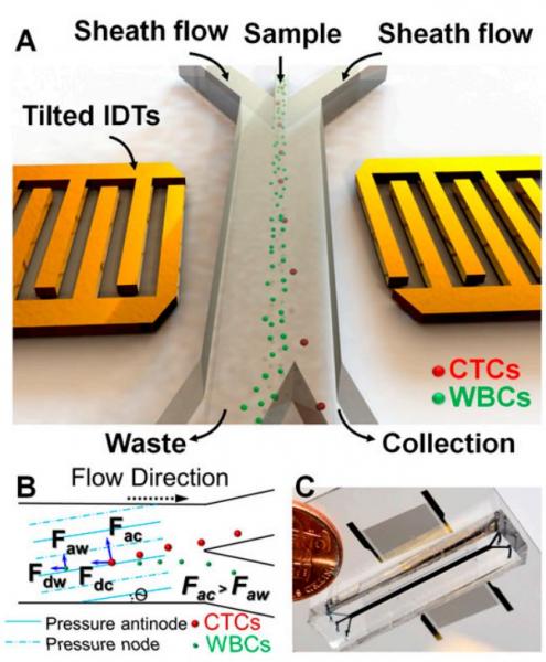 Acoustic Separation of Circulating Tumor Cells